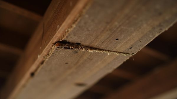 Nids de rongeurs : les signes qui doivent alerter avant l'infestation
